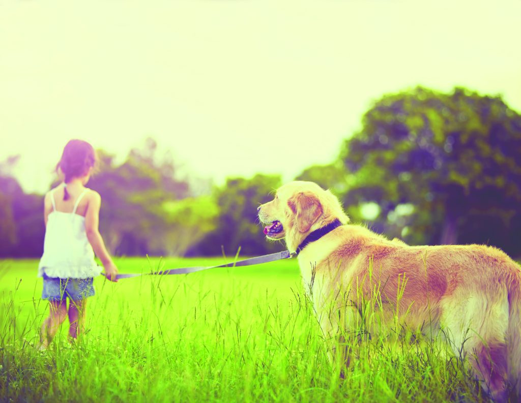 Young girl with golden retriever walking away into sun